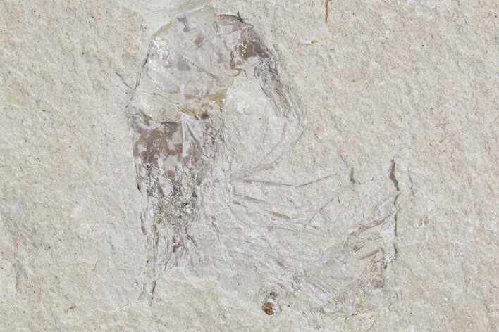 Cretaceous Fossil Shrimp - Lebanon #74533